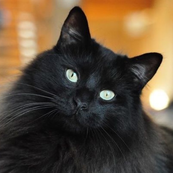 catstrek